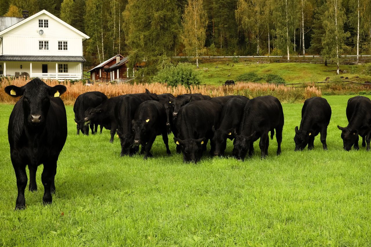 Kyr på beite